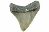 Serrated, Juvenile Megalodon Tooth - North Carolina #311851-1